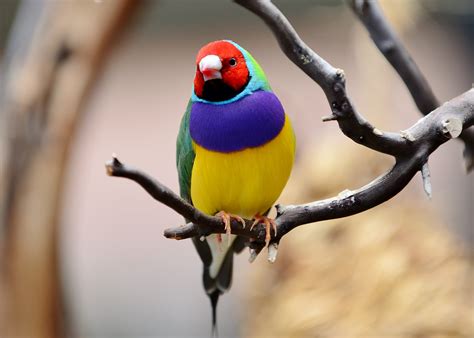 Closeup photography of Gouldian finch perching on branch HD wallpaper | Wallpaper Flare