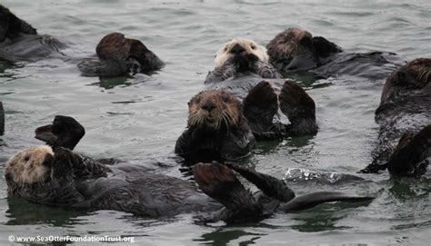 Why Sea Otters Are So Important to Their Ocean Habitat: The Role of Sea ...