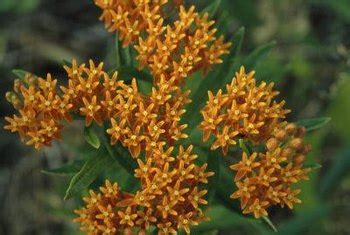 How to Plant Butterfly Weed Seeds | Home Guides | SF Gate