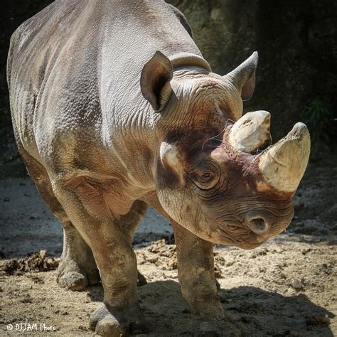 Cincinnati Zoo Rhino Donates Blood - Cincinnati Zoo & Botanical Garden