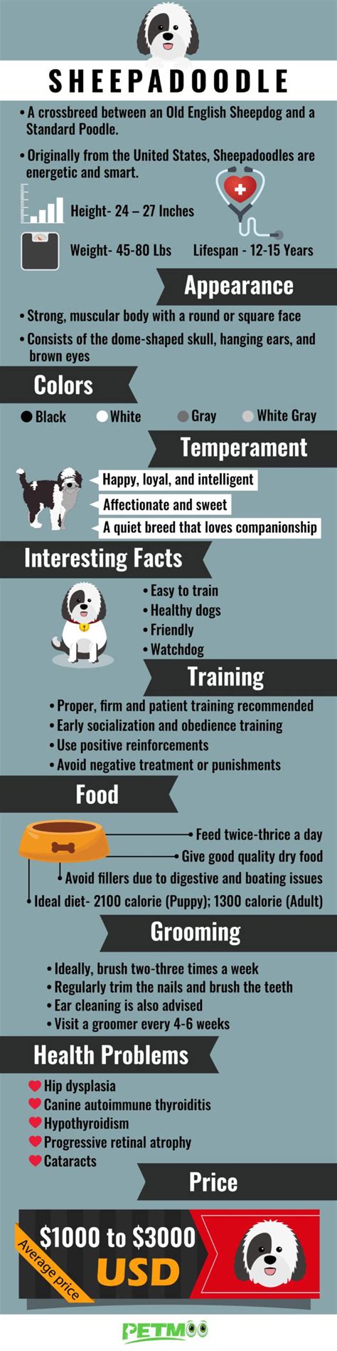 Sheepadoodle - Must Know Facts Before You Own The Cute Dog Breed - Petmoo