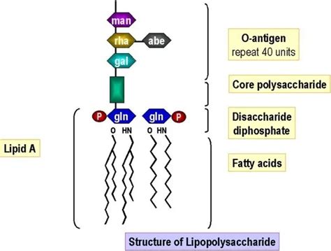 Lipopolysaccharide (LPS) of Gram-Negative Bacteria, characteristics and ...