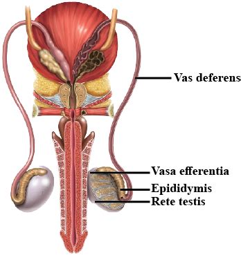 Draw a labelled diagram to show interrelationship of accessory ducts in a human male ...