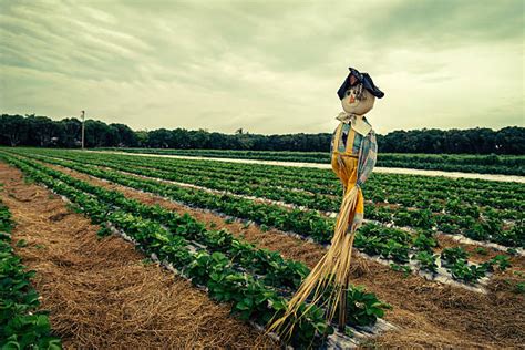 Scarecrow In Field Stock Photos, Pictures & Royalty-Free Images - iStock