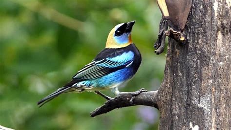 Golden-hooded Tanager in Costa Rica - YouTube