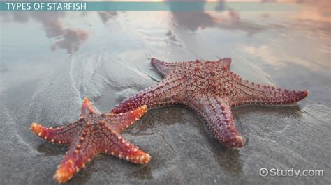 Starfish: Types, Characteristics & Anatomy - Video & Lesson Transcript ...