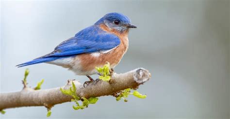 Discover 11 Blue Birds in New York - A-Z Animals