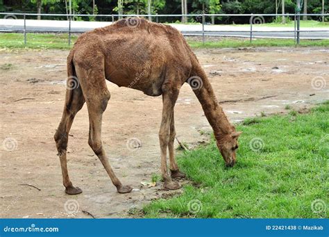 Dromedary camel stock photo. Image of camelus, arabia - 22421438