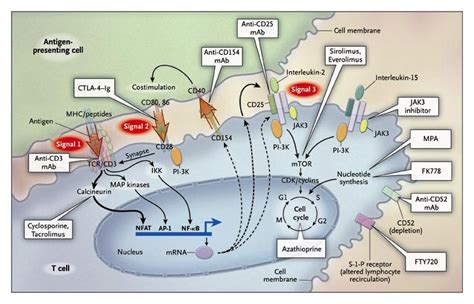 Immunosuppressive Drugs for Kidney Transplantation | NEJM