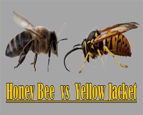 Honey Bee Vs Yellow Jacket - Beekeeping 101