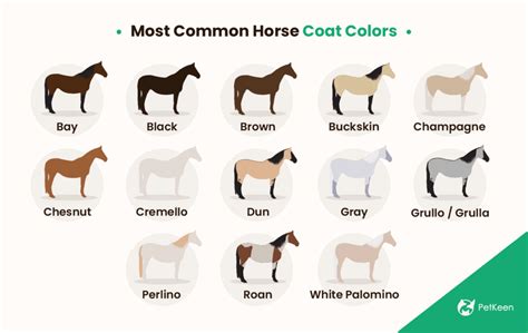 30 Most Common Horse Colors (With Color Chart) | Pet Keen
