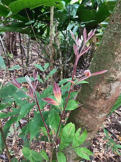 Daintree Rainforest plants - Rainforest 4