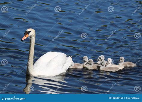 Swan Swimming with Cygnets stock image. Image of chicks - 132503169