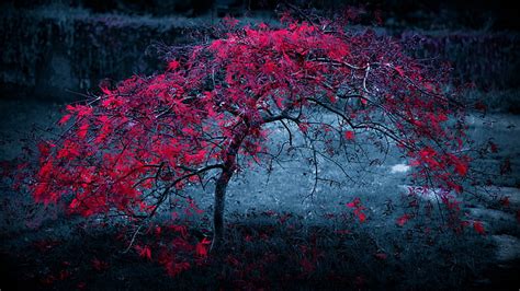 HD wallpaper: selective color photo of red cherry blossom, three, 4k ...