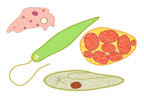 Materials Are Transported Within a Single Celled Organism by the ...