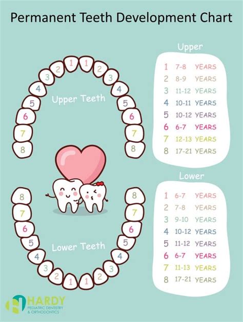 Child’s Primary Teeth Order of Eruption - Chart, Pattern, Schedule