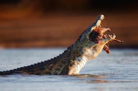 Nile Crocodile vs Alligator: What Are the Differences? - A-Z Animals