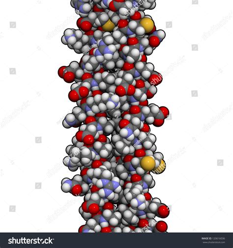 Keratin Skin Protein. Structure Of Human Keratin Intermediate Filaments ...