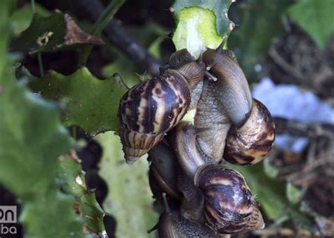 Cuban scientist affirms African snail can be eaten | OnCubaNews English