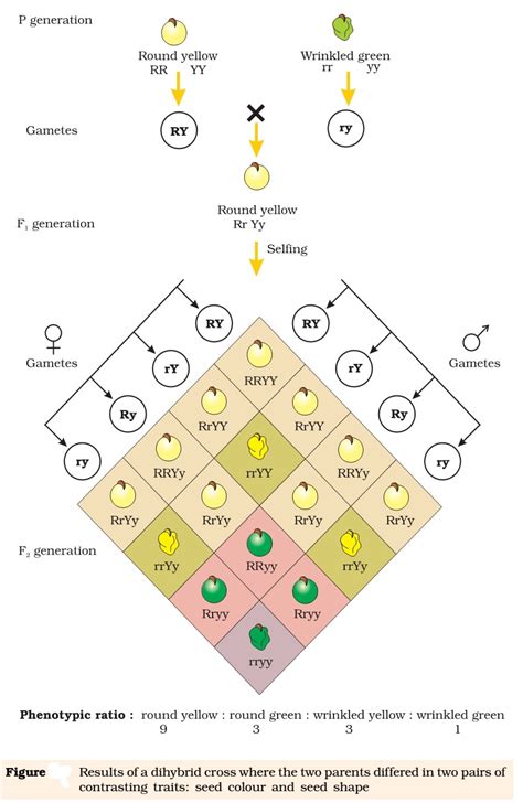 Inheritance - Mendel’s Laws of Inheritance | PMF IAS