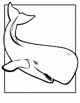 Free Printable Whale Coloring Pages For Kids sketch template