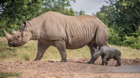 Chinese ban crashes rhino horn price, corruption fuels poaching in SA - CGTN