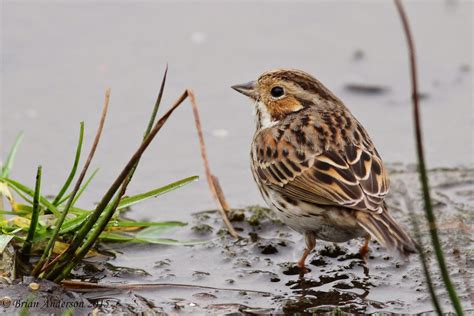 Brian's birding blog: Little Bunting Forest Farm Glamorgan