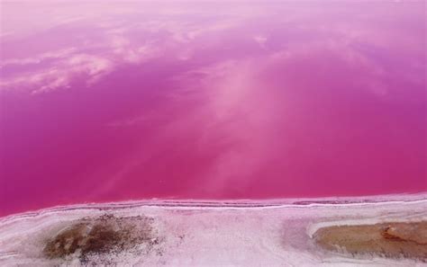 Premium Photo | The pink water of a pink lake and the shore is covered ...