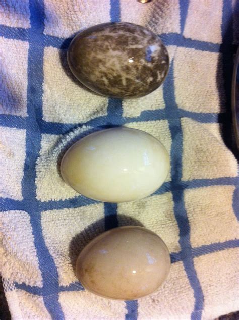 Cayuga Duck Eggs | Page 2 | BackYard Chickens - Learn How to Raise Chickens