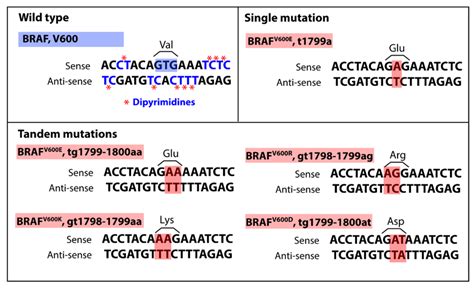 The role of senescent cells in cancer progression and resistance ...