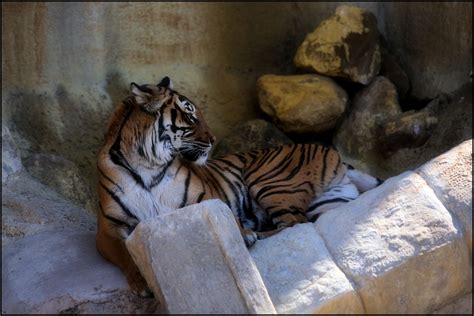 PHOTOGRAPHY/ Copyright David Shaw, all rights reserved: THE EL PASO ZOO