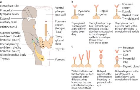 Thyroglossal Duct Cyst Anatomy