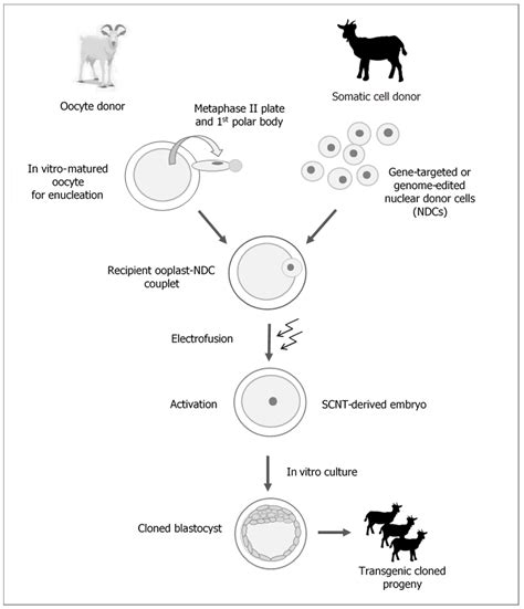 IJMS | Free Full-Text | Generating Cloned Goats by Somatic Cell Nuclear ...