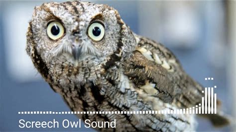 Animal sounds, Screech Owl Sound - YouTube