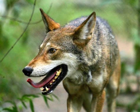 Free picture: wonderful, up-close, beautiful, red wolf, canis rufus