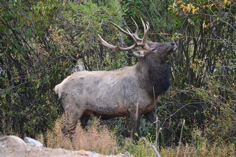 Free stock photo of elk, Estes Park, wildlife