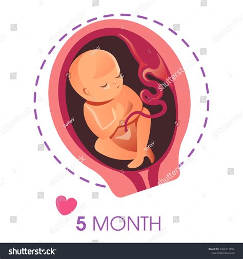 Pregnancy Motherhood 5 Month Fetus Embryo Stock Vector (Royalty Free) 1466711894 | Shutterstock