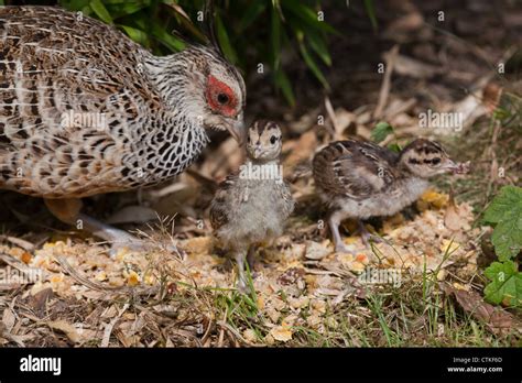 Cheer pheasant pakistan hi-res stock photography and images - Alamy