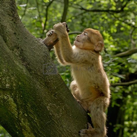 Monkey climbing by Gilbertdestoke Vectors & Illustrations with ...