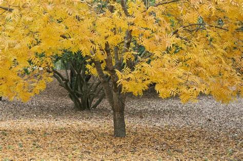 Thornless Honey Locust Tree Gleditsia Triacanthos - Etsy | Honey locust ...