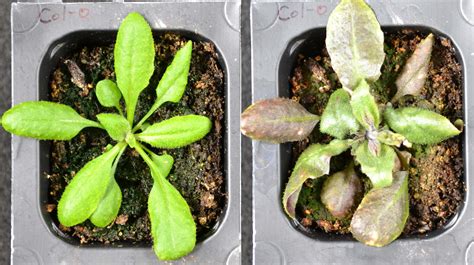 "Aspirin" for plants could help crops survive climate change