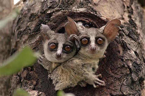 bushbabies | African animals, African wildlife, Animals wild