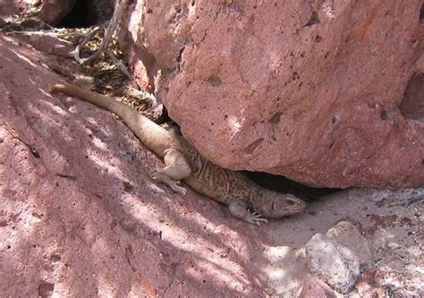 Common Chuckwalla from La Paz, Baja California Sur, Mexico on April 07 ...