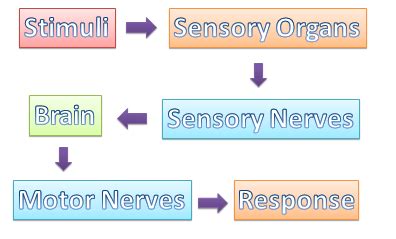 The World Through Our Senses: The Sensory Organs and their Function