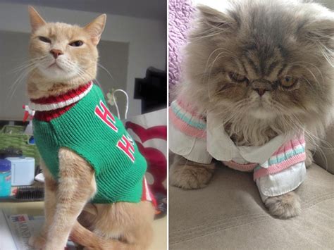 Cats Wearing Sweaters