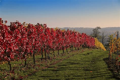 What Does a Vineyard Symbolize In the Bible? - Christian Faith Guide