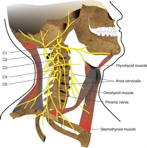 Lumbar Plexus Nerve Block