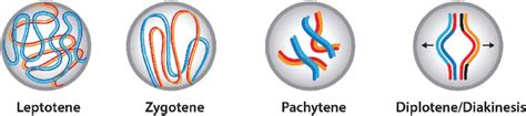 Molecular processes of prophase I. A schematic of the 5 stages of ...