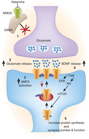 How Ketamine Works - Nashville Ketamine