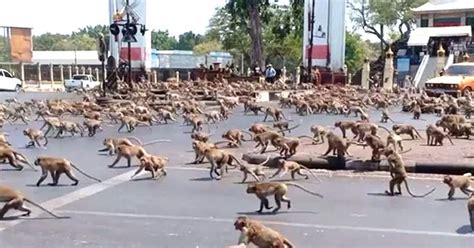 Monkey 'Gang Wars' Erupt In Thailand Cuz There Are No Tourists To Feed ...